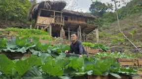From Bare Land to Dream Home: Complete Stilt House Build